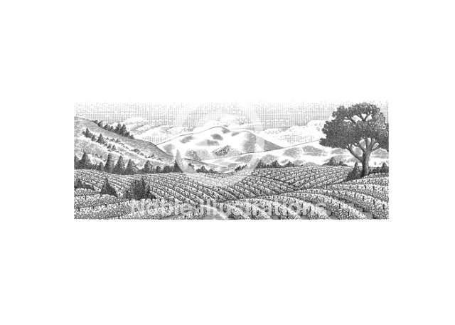 vineyards 001